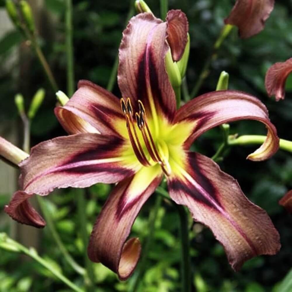 Лилейник Блэк Эрроухэд