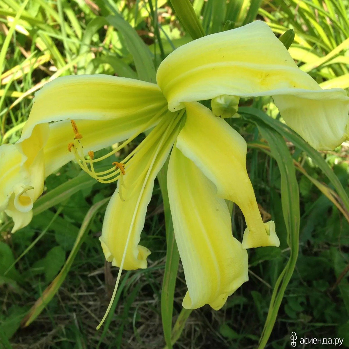 Лилейник карамель