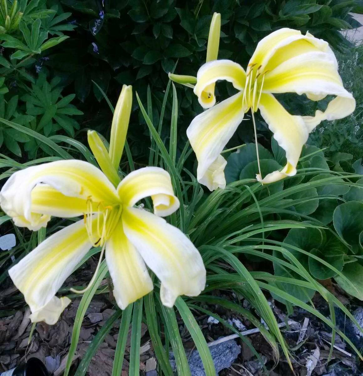 Лилейник стринг бикини