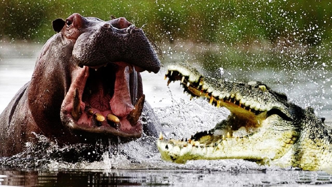 Крокодил самый опасный речной. Гребнистый крокодил против бегемота. Нильский крокодил и Бегемот. Бегемот против крокодила.