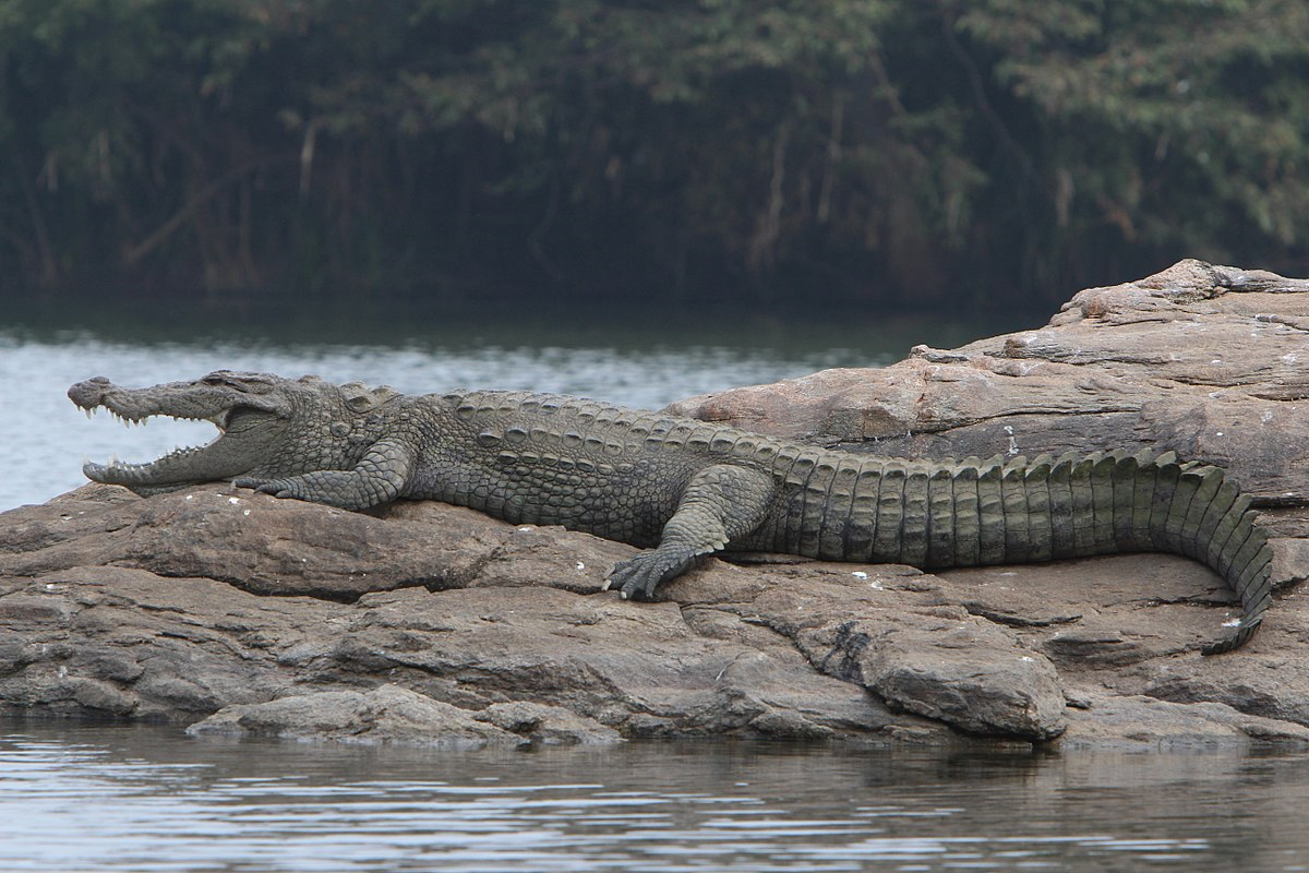 Болотный крокодил (Crocodylus palustris)