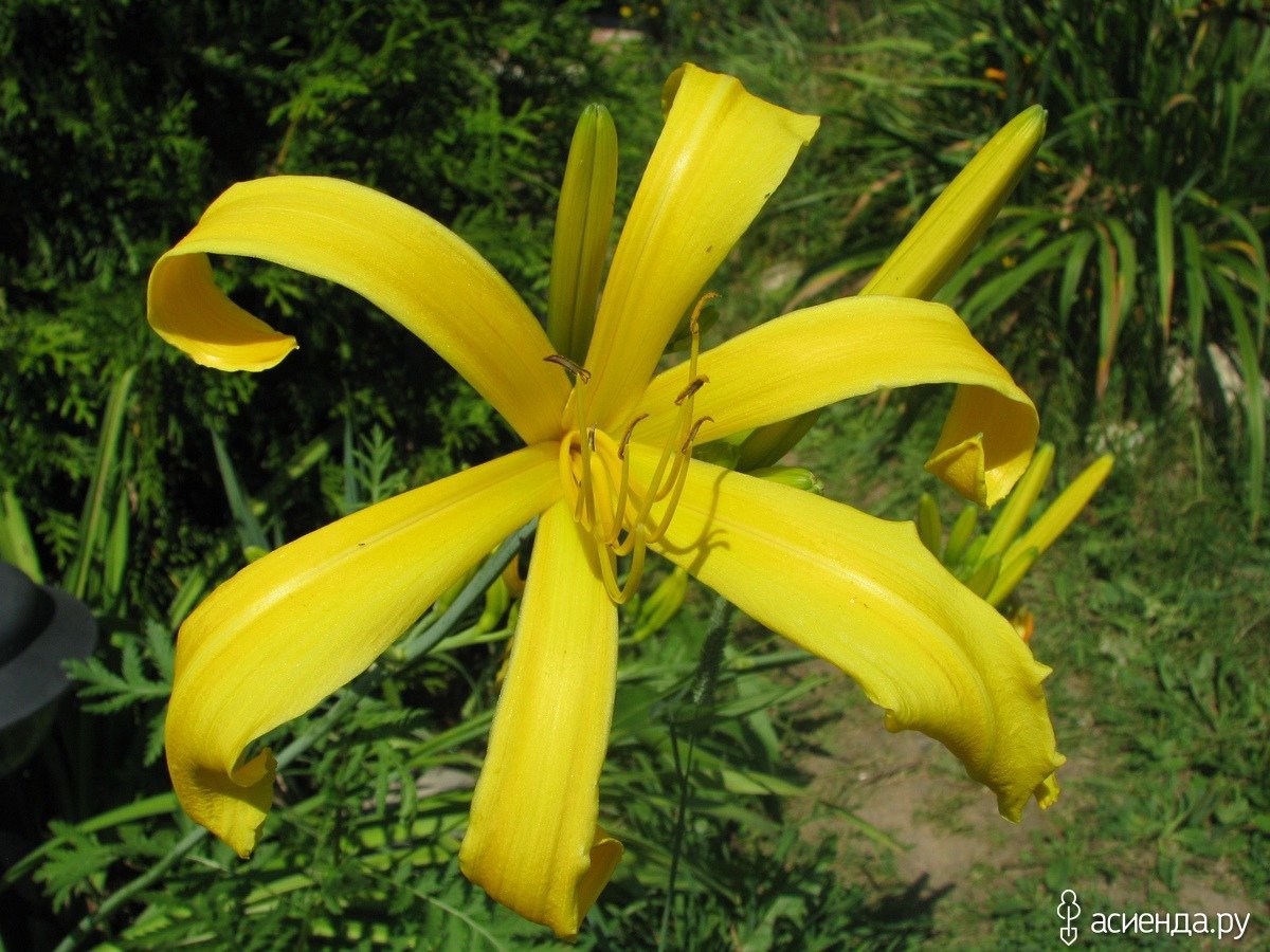 Лилейник гибридный вудсайп Рапсоди