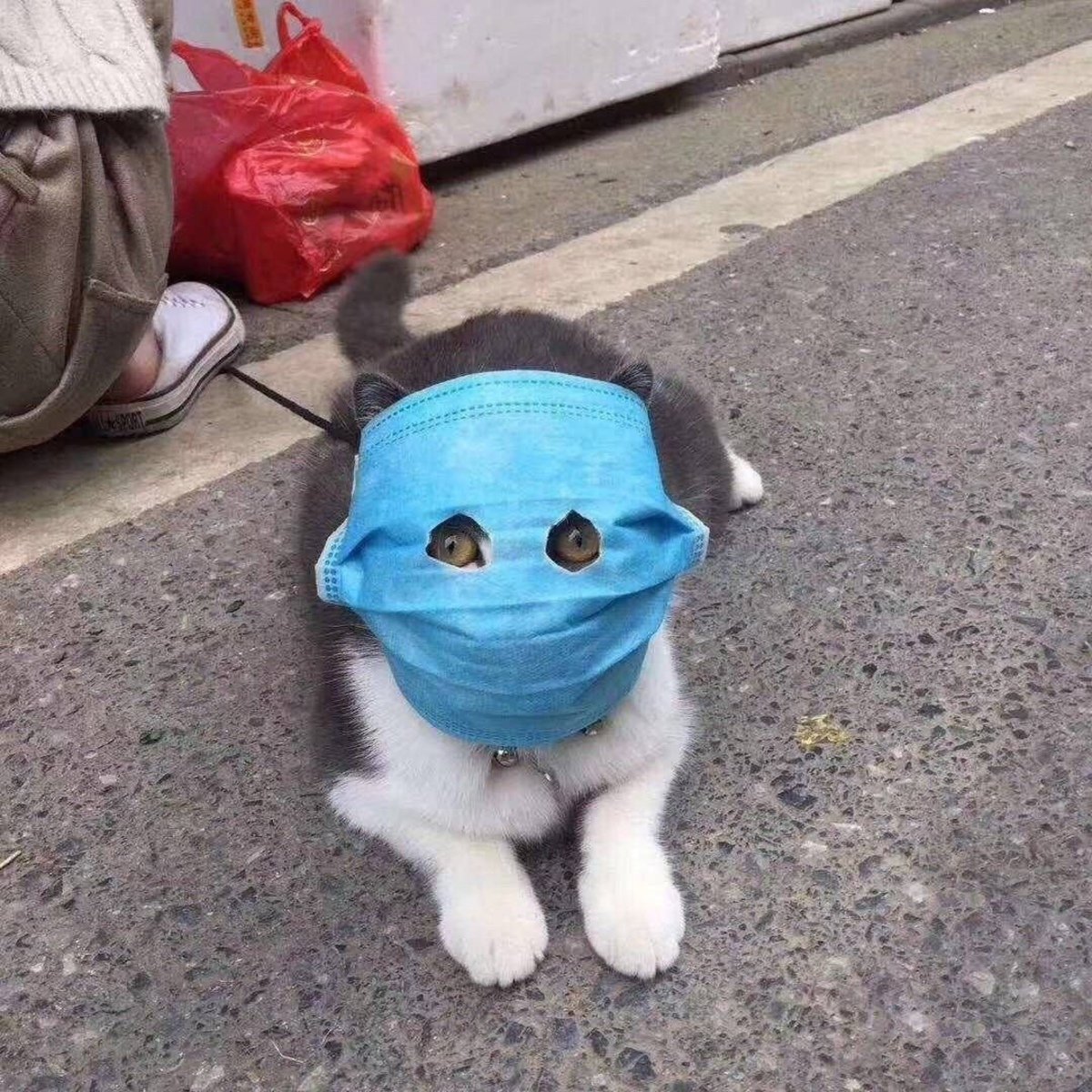 Кот в капюшоне