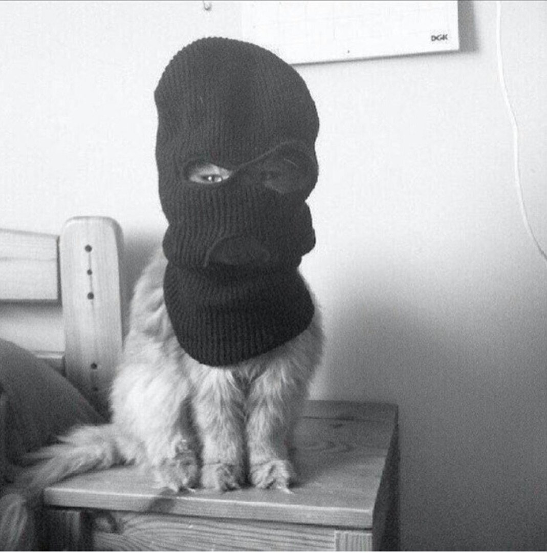 Коты бандиты