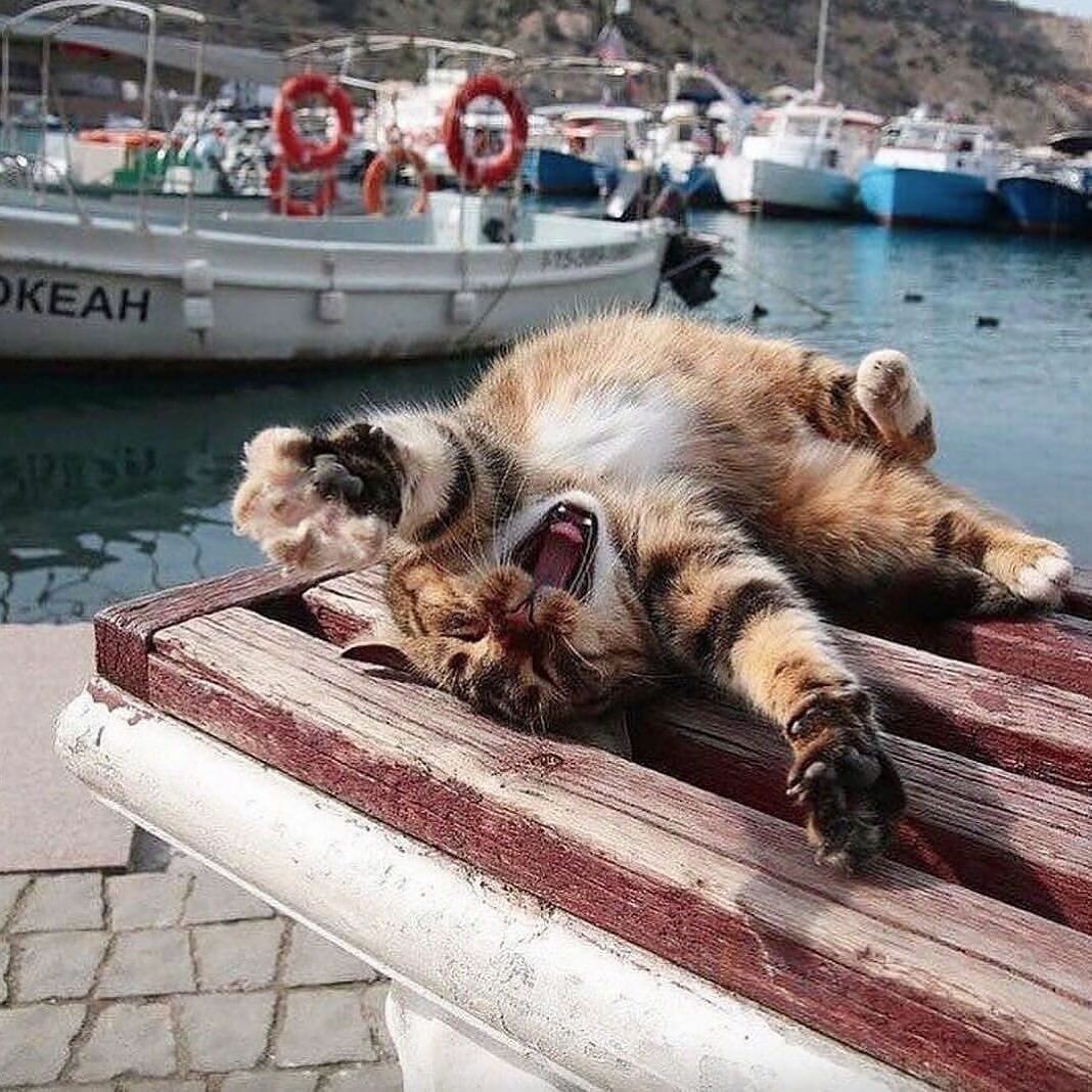 Кот в панамке