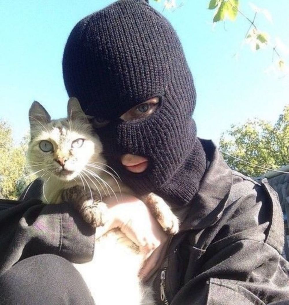 Котор Черногория коты