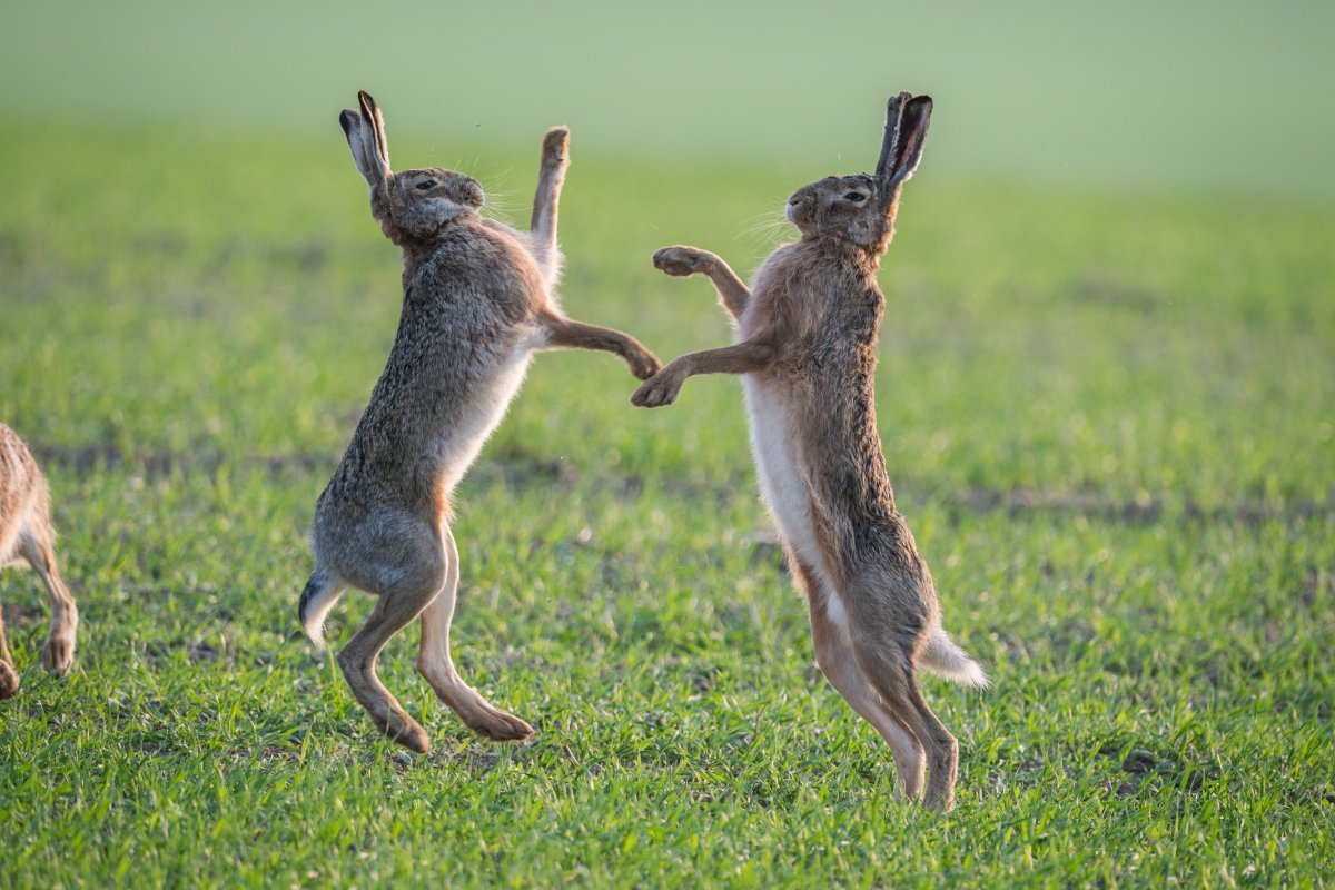 20. Дикий кролик Oryctolagus cuniculus