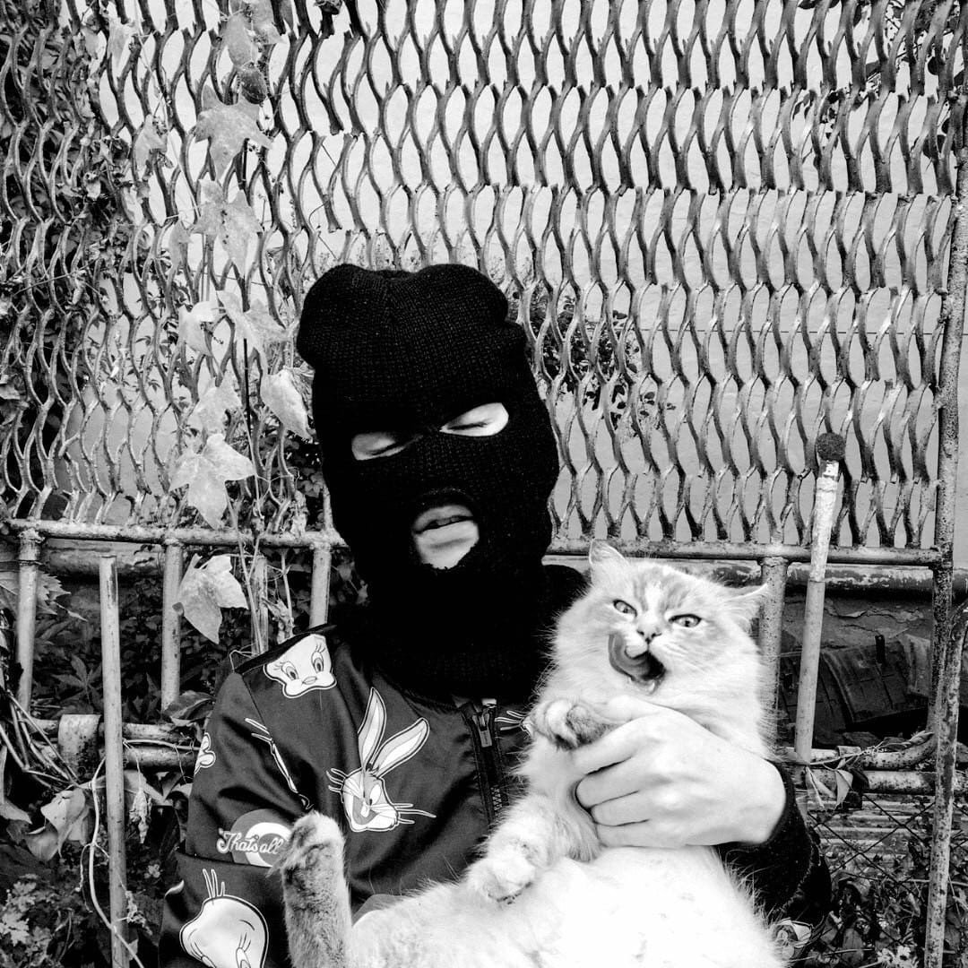 Коты в круизе