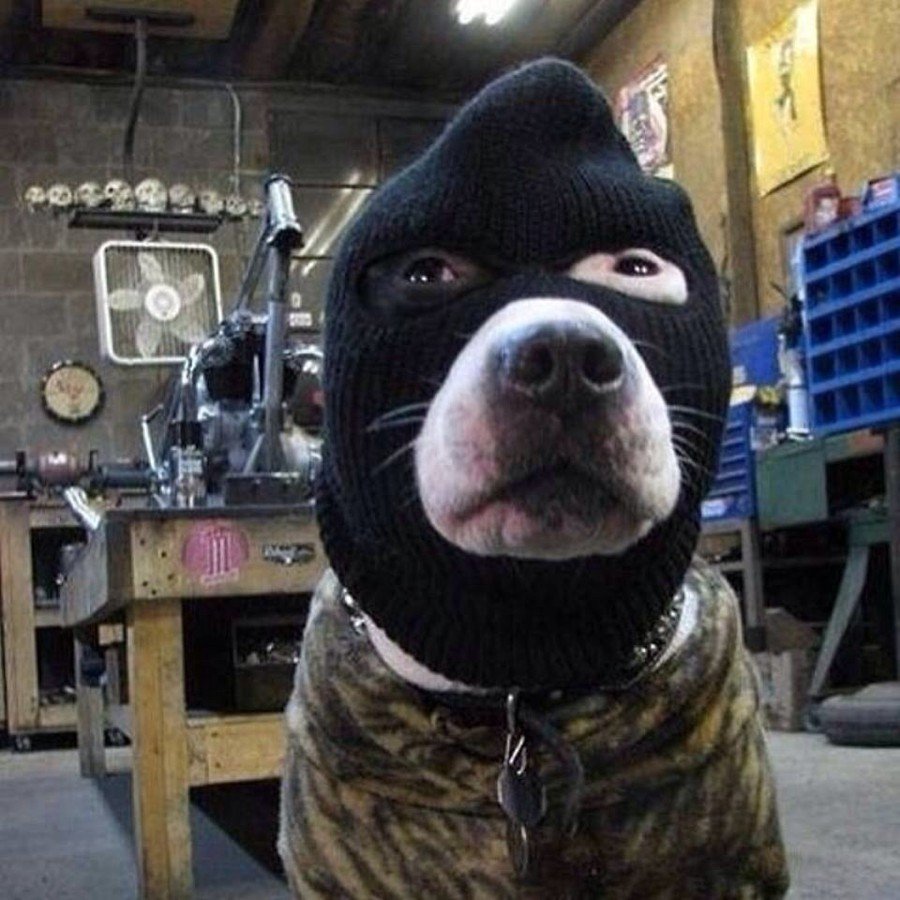 Кот в капюшоне