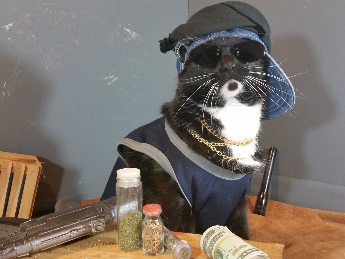 Коты в масках