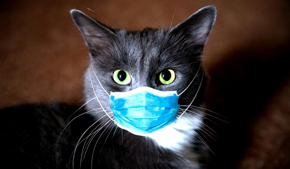 Маска кота