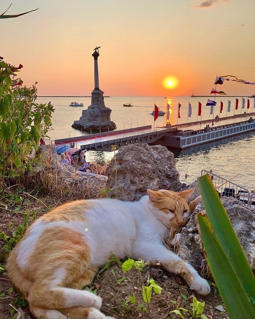 Балаклава кошка