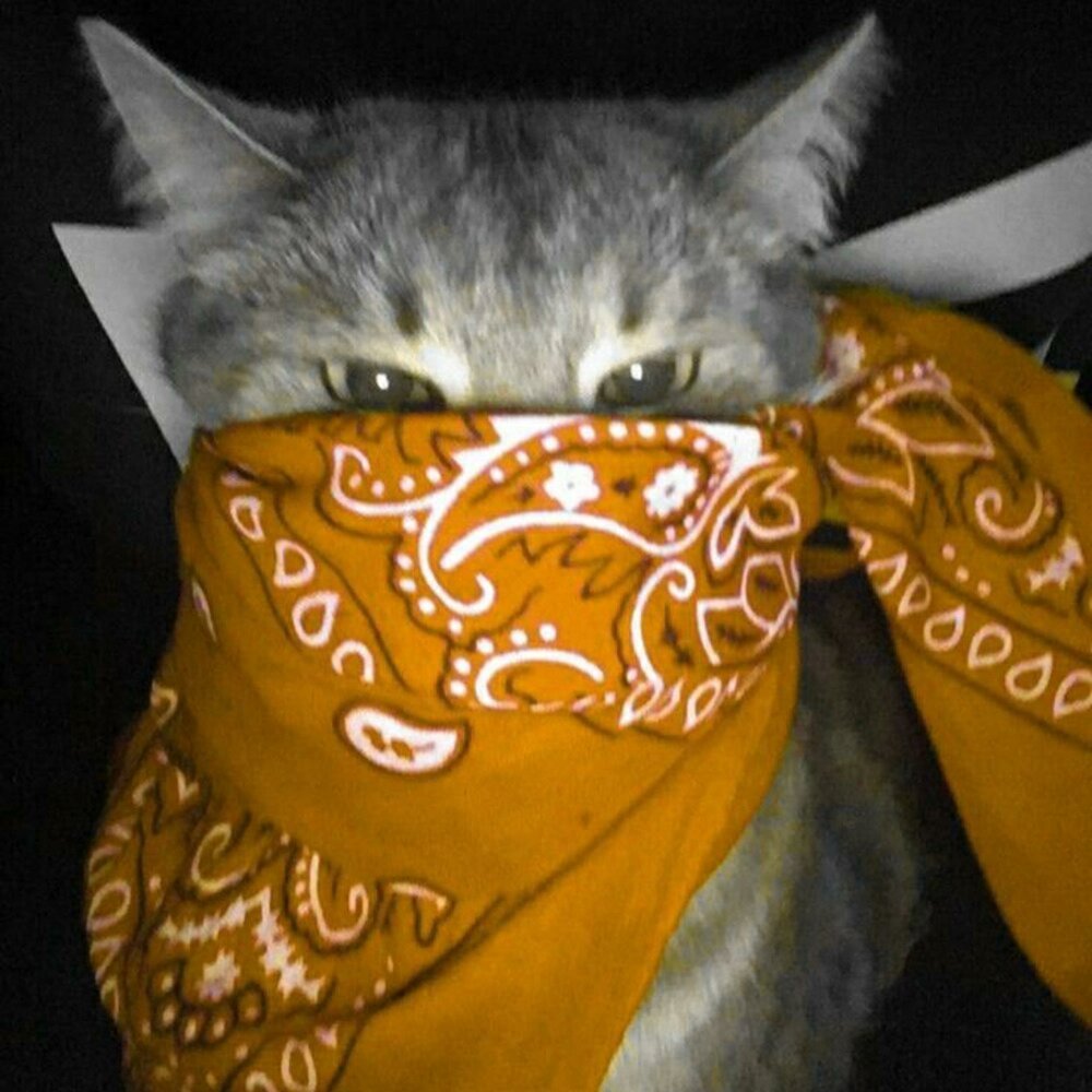 Кот на зеленом фоне