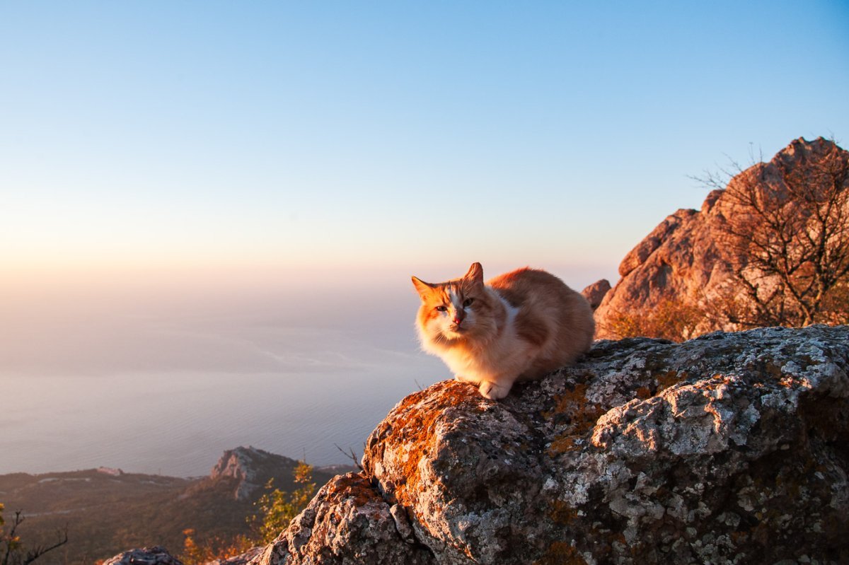 Кошки в Ялте