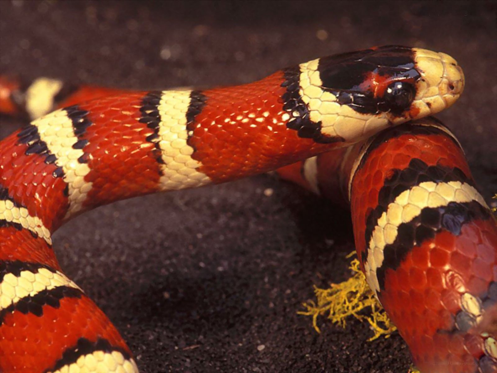 Самые красивые змей в мире. Королевская ошейниковая змея. Красноточечная иловая змея. Двухголовая Гондурасская молочная змея. Краснобрюхий Аспид.