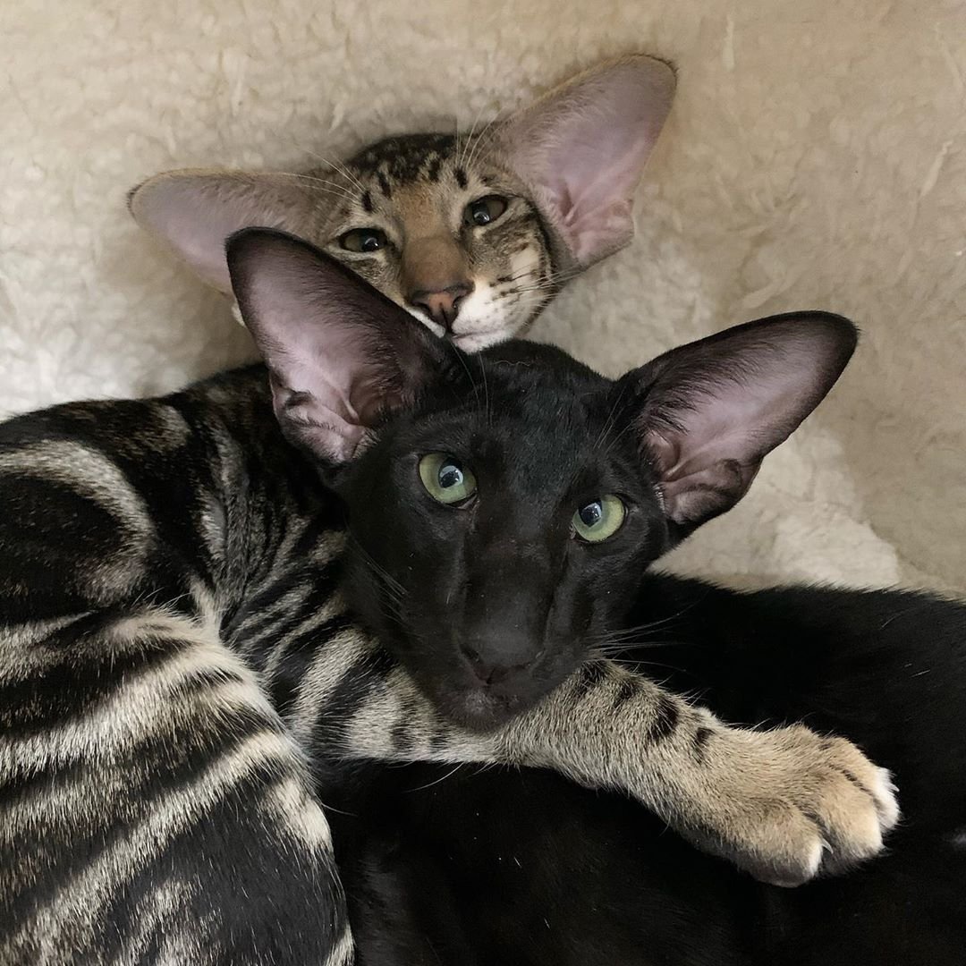 Ушастый кот порода Ориентал