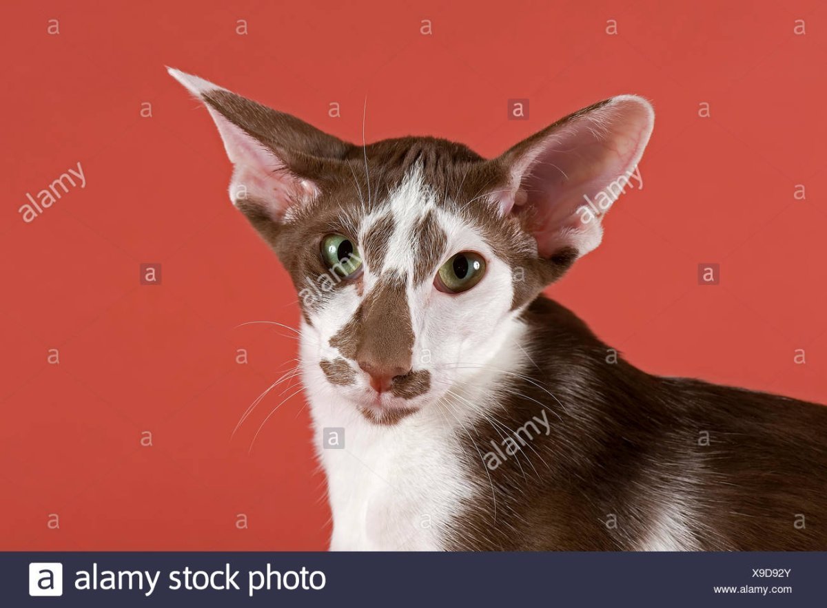 Порода кошек Ориентал