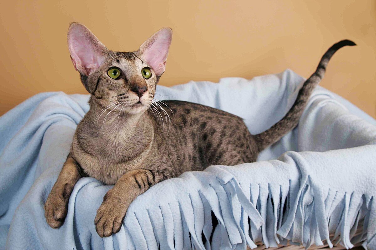 Ориентальная короткошерстная кошка