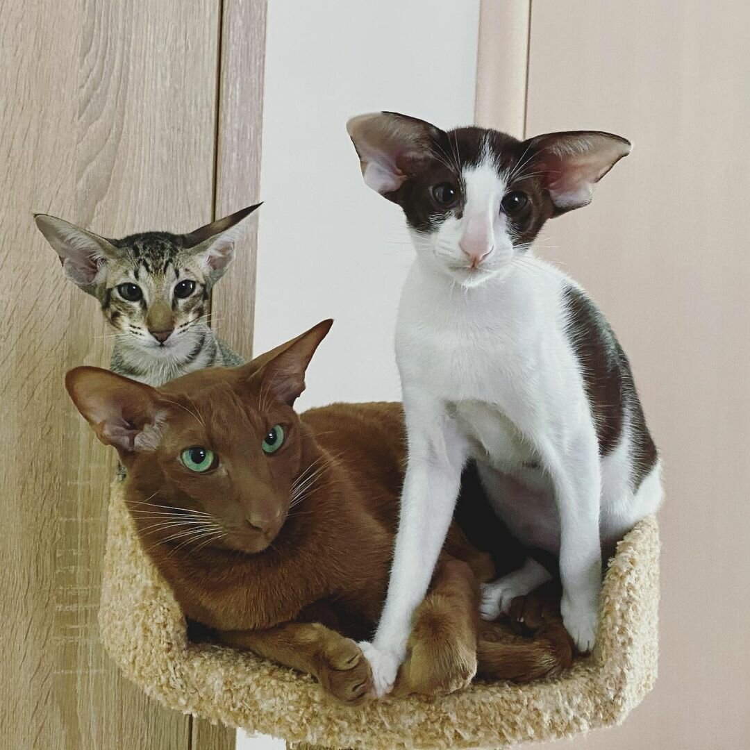 Сиамская Ориентальная кошка