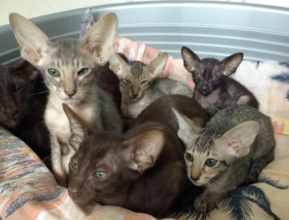 Ориентальный котенок 2 месяца