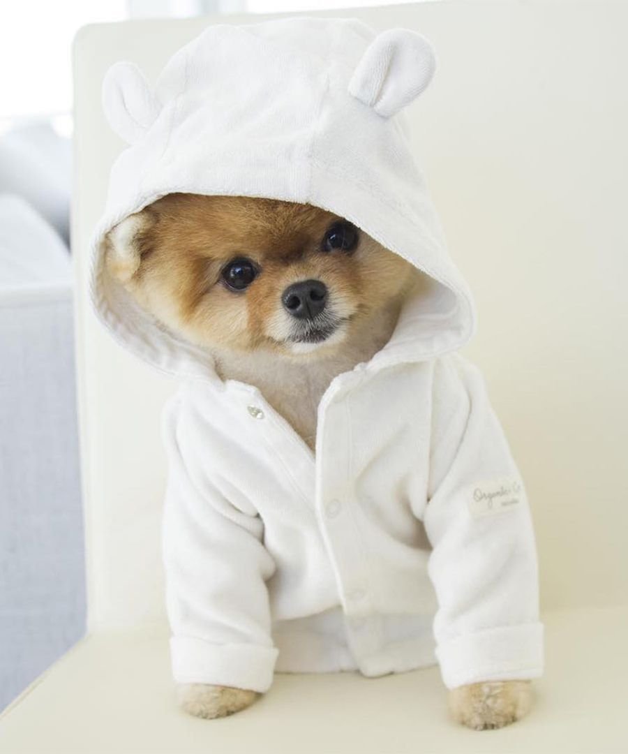 Милые собачки в одежде