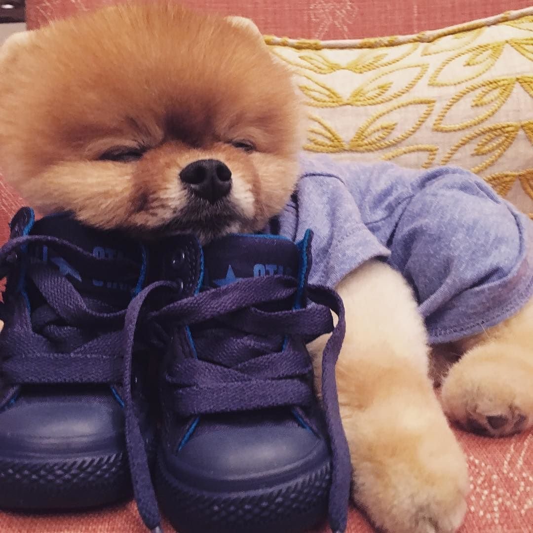 Померанский шпиц jiffpom
