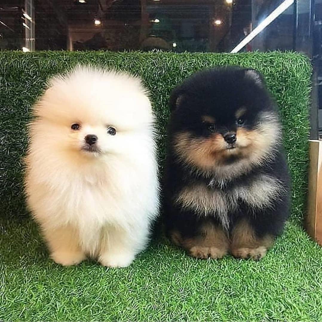 Померанский шпиц Ентан