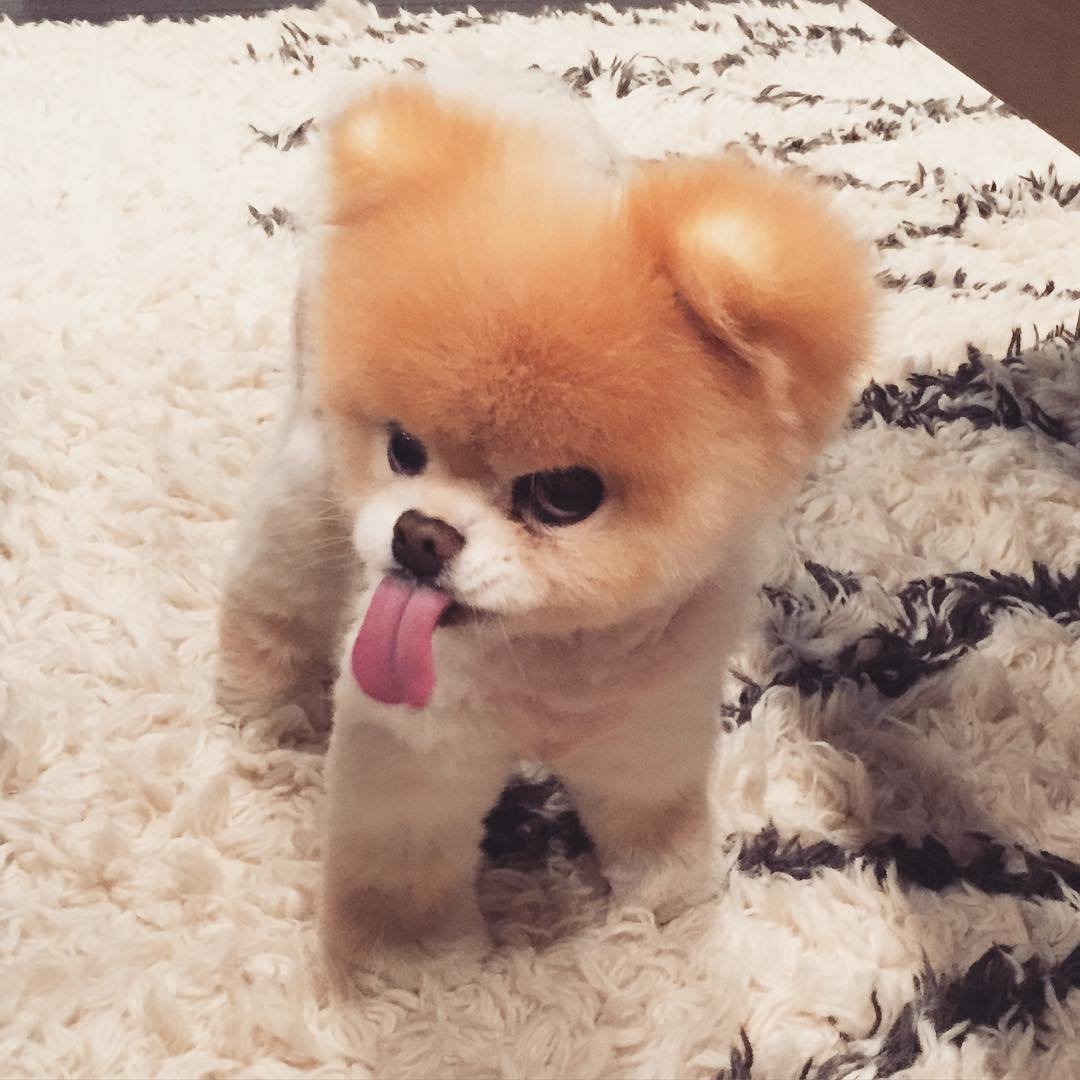 Померанский шпиц БОО щенок