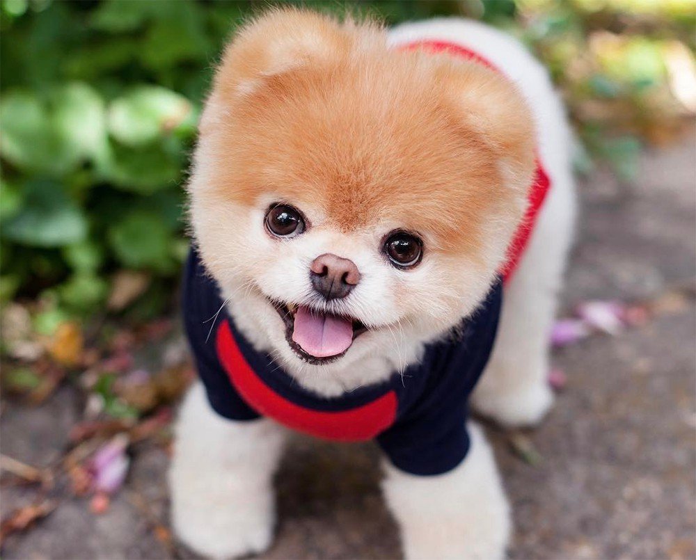 Карликовый шпиц Медвежонок