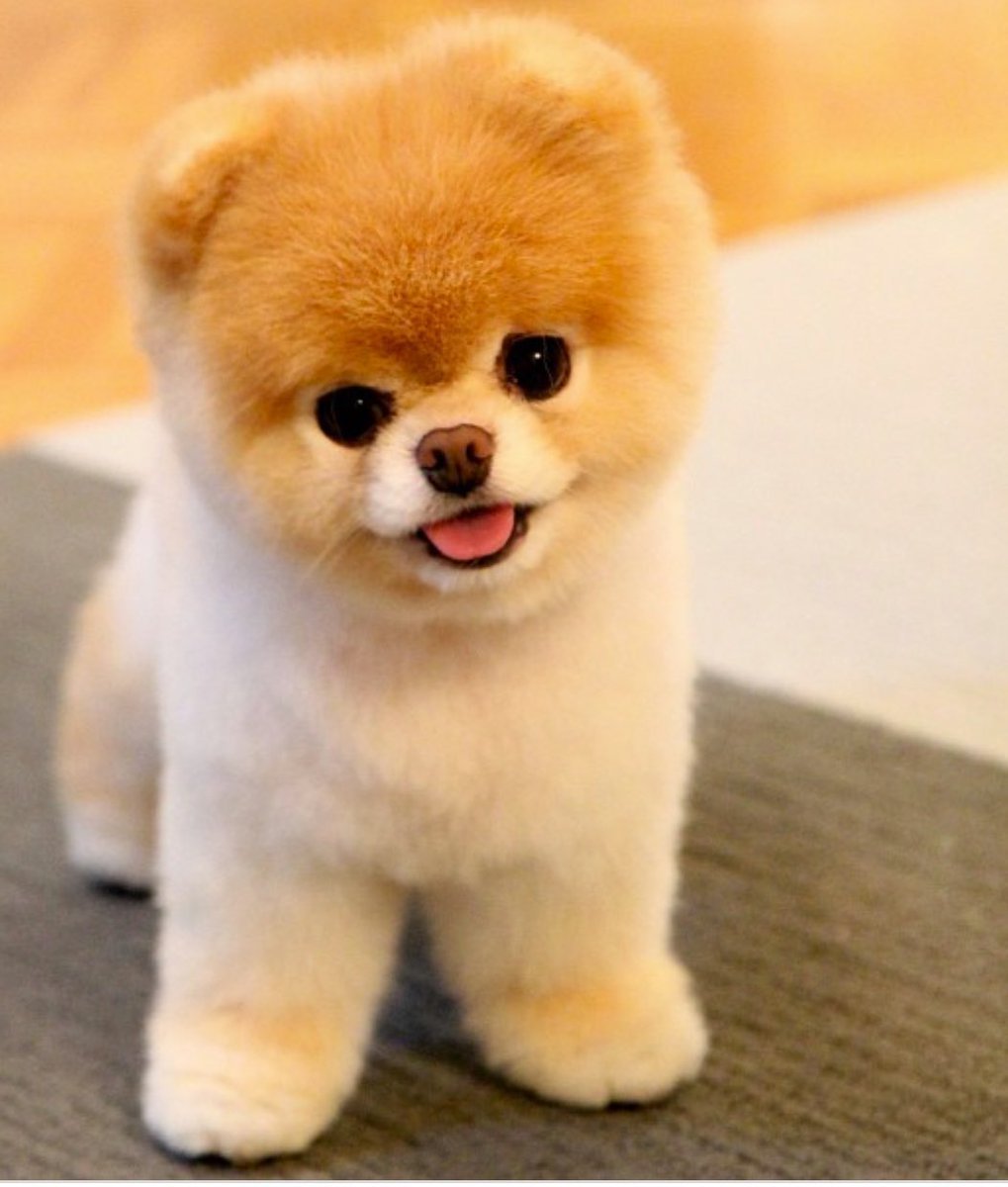 Собаки породы померанский шпиц мишка