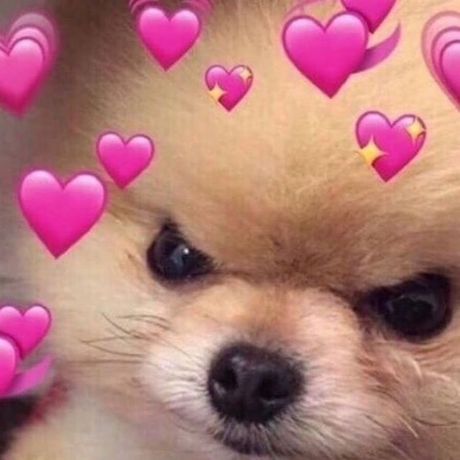 Померанский шпиц сердитый