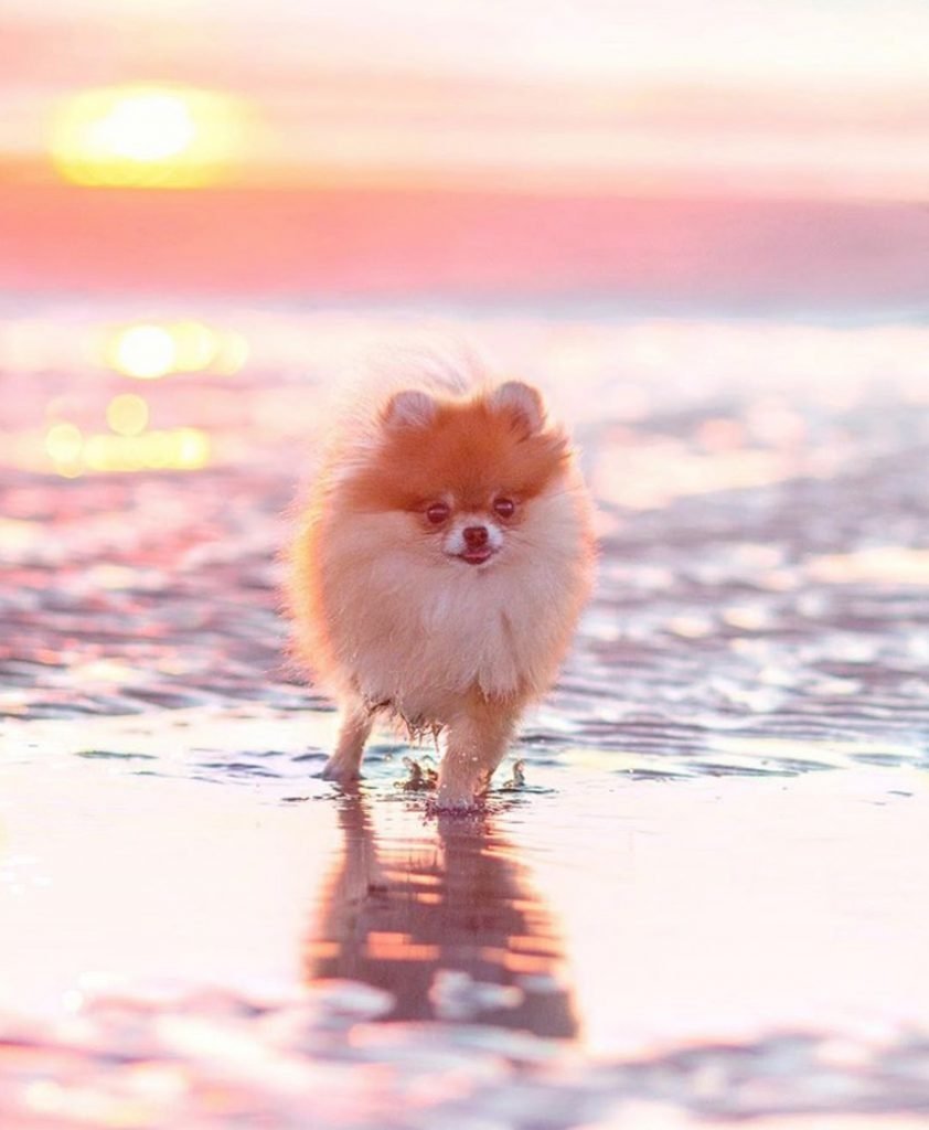 Померанский шпиц путешественник