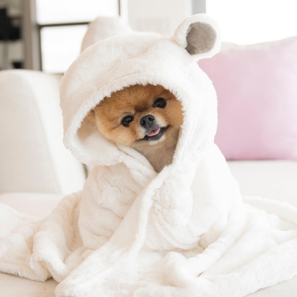 Шпиц в костюмчике