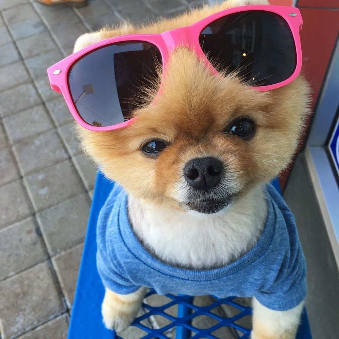 Померанский шпиц Джифф