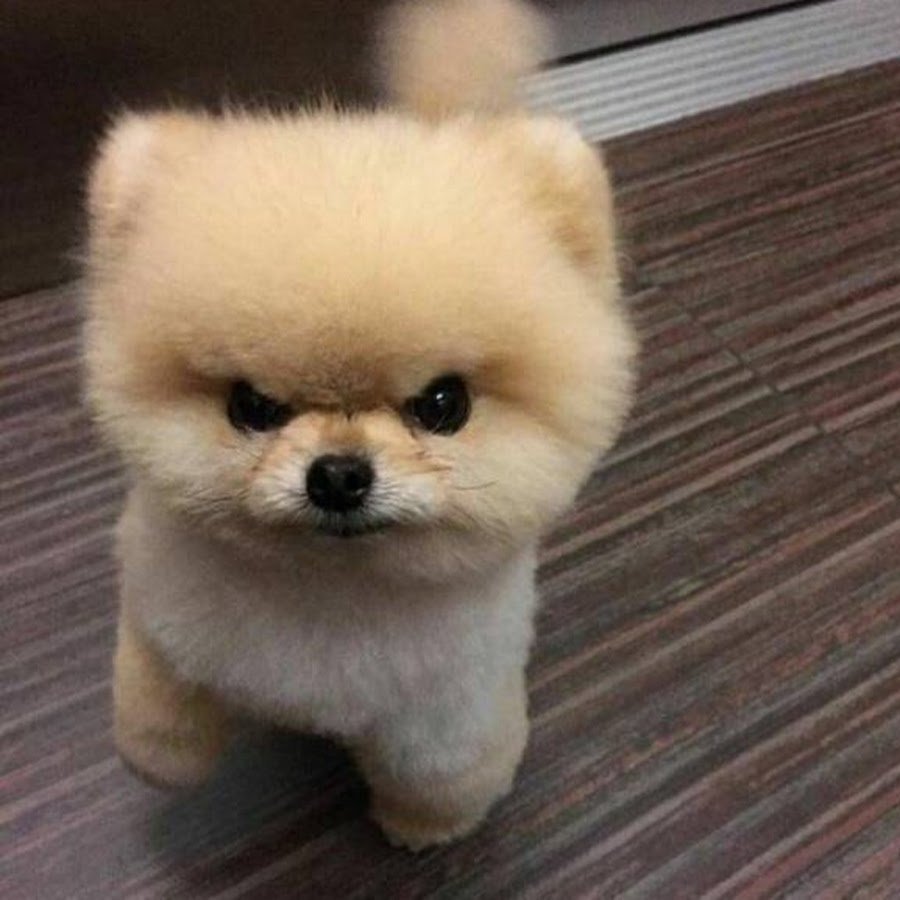 Карликовый шпиц злой