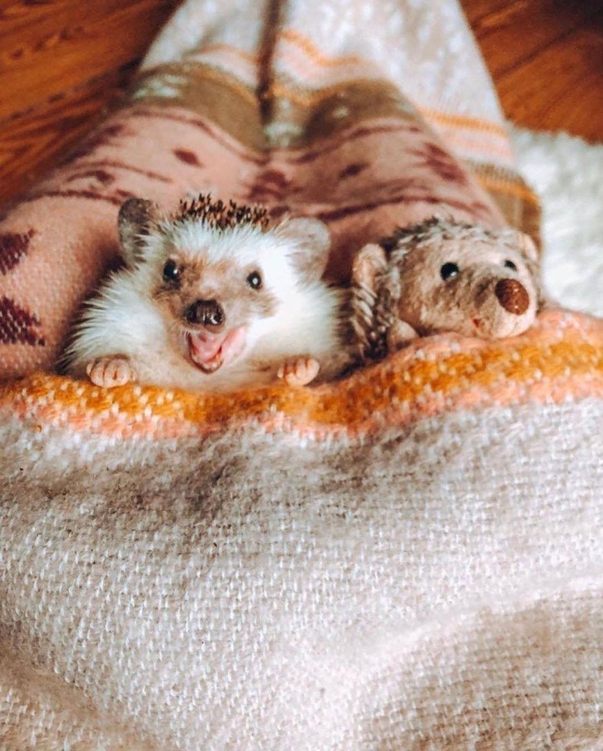 Еж в кроватке