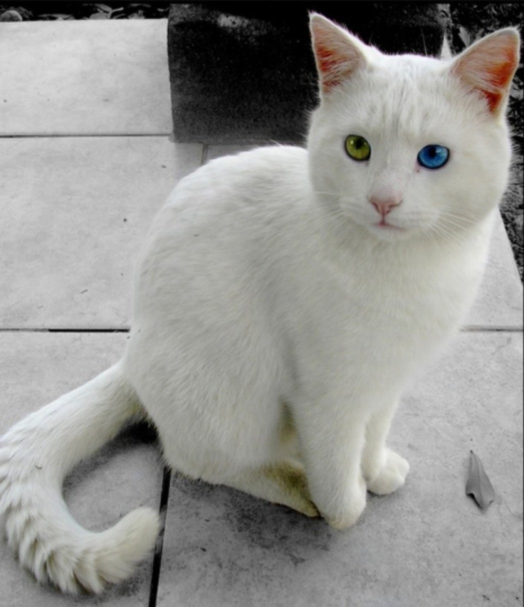 Какая порода белых котов. Ван кедиси порода кошек. Ван (турецкая кошка Ван). Турецкий Ван кедиси белый. Турецкий Ван (van Kedisi) кошка.