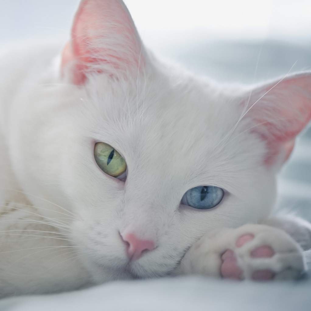 Турецкий Ван кедиси