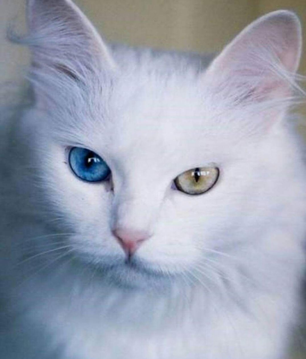 Тайская и Бурманская кошка