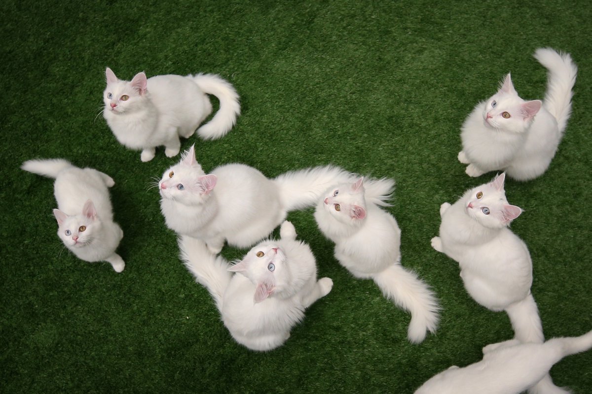 Турецкий Ван кошка