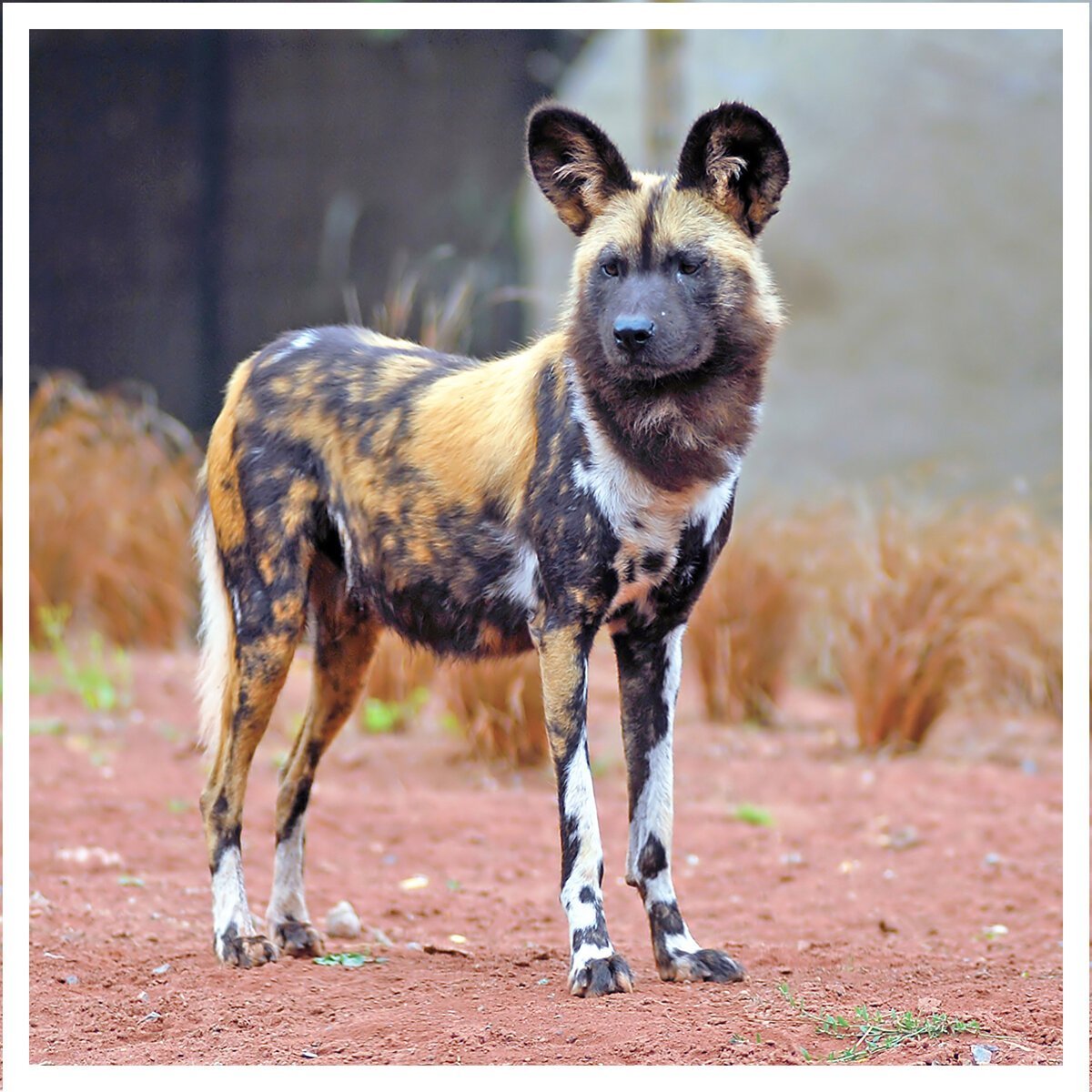 Азавак Левретка