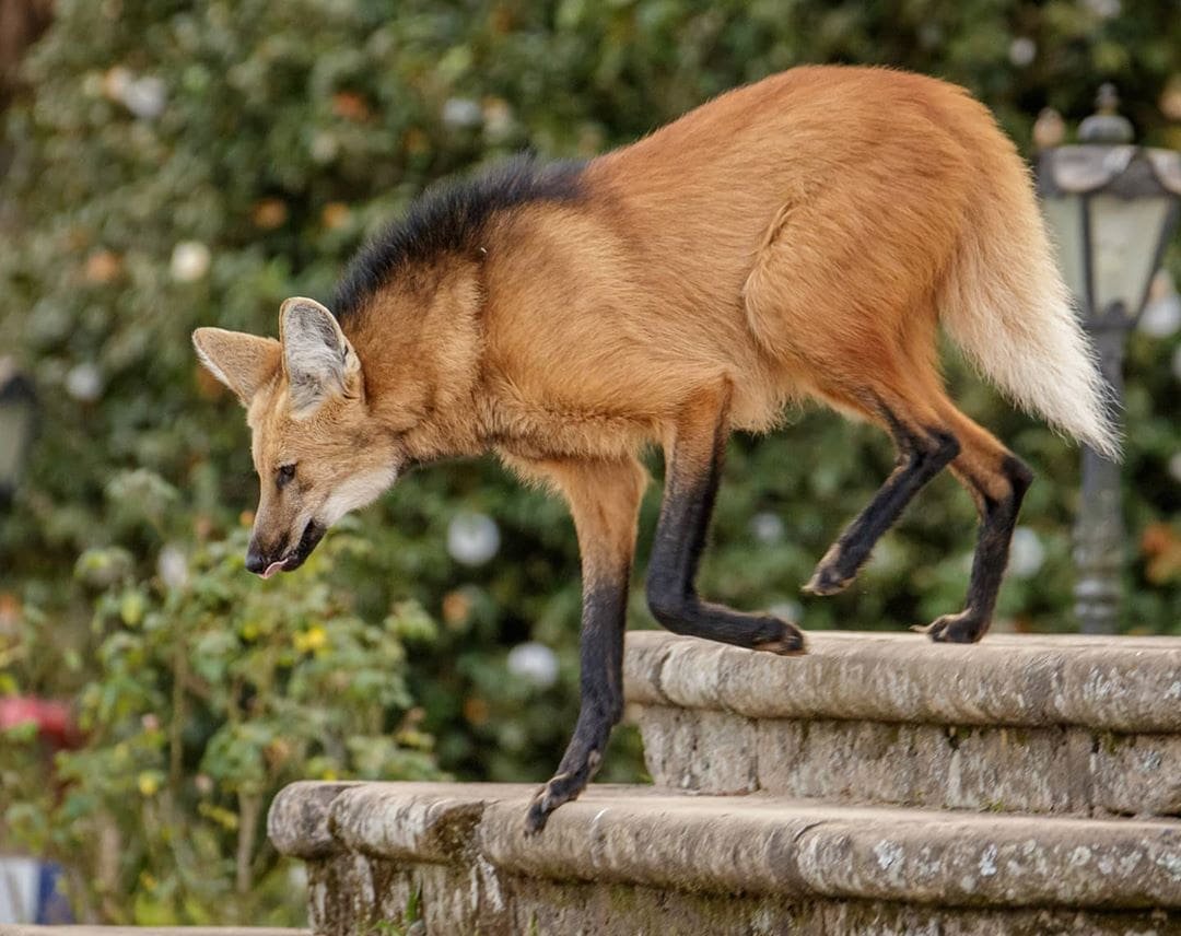 Жирафовая антилопа