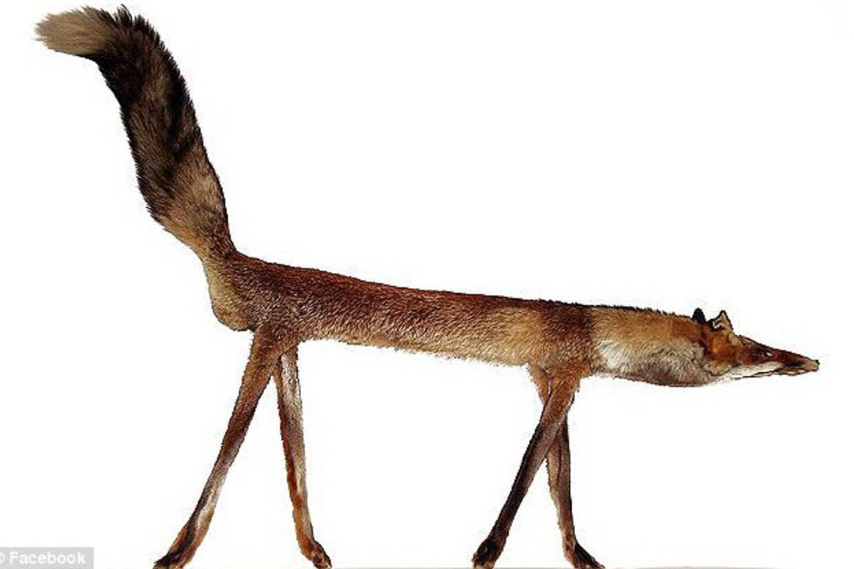 Самый большой Жираф