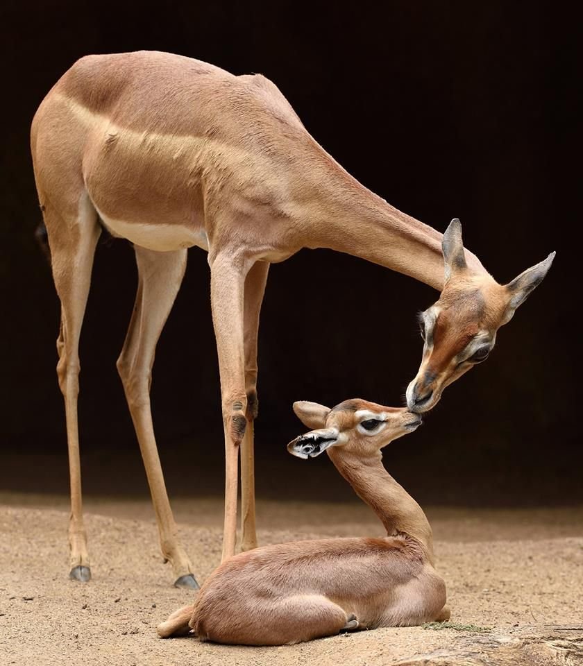 Агуарачай-Гривистый волк