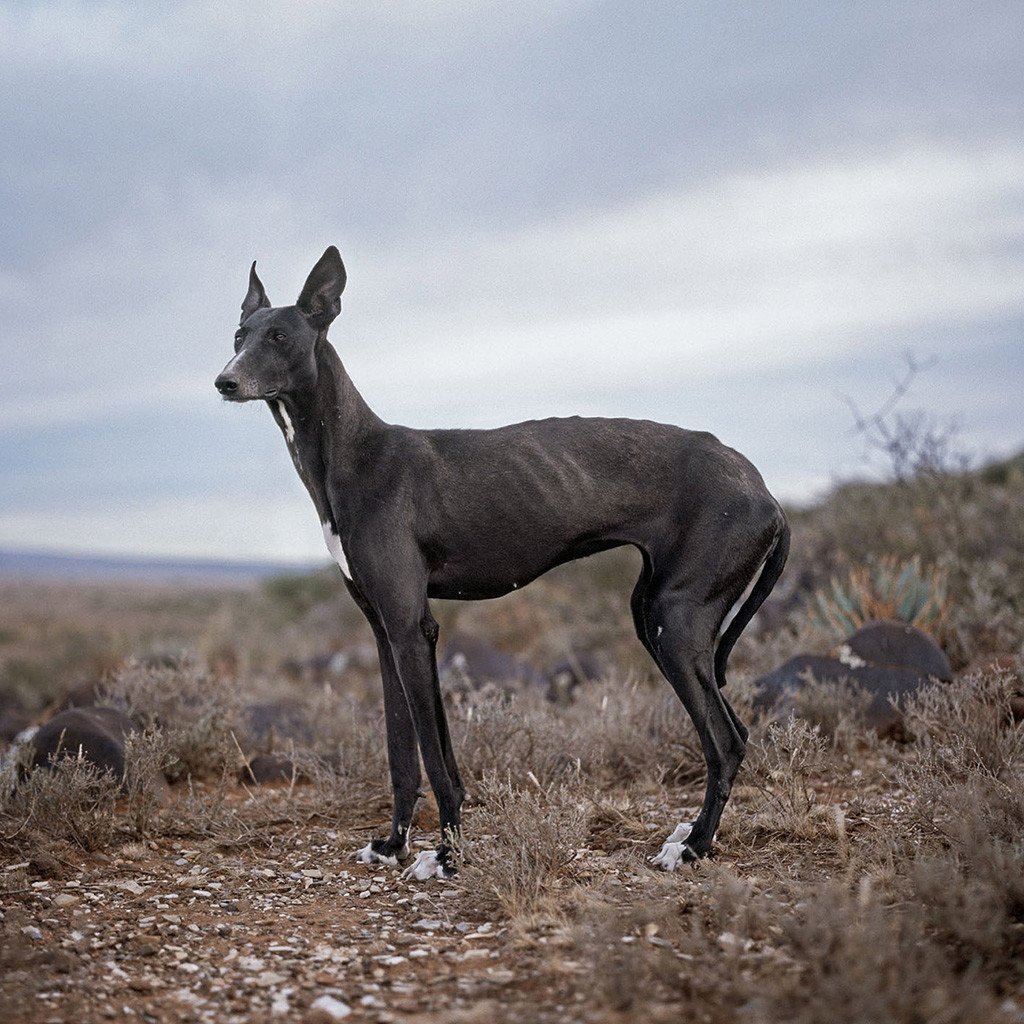 Худая собака на длинных ногах