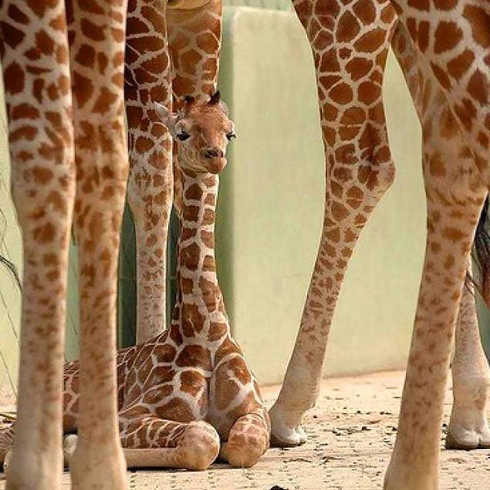 Криповый шпиц