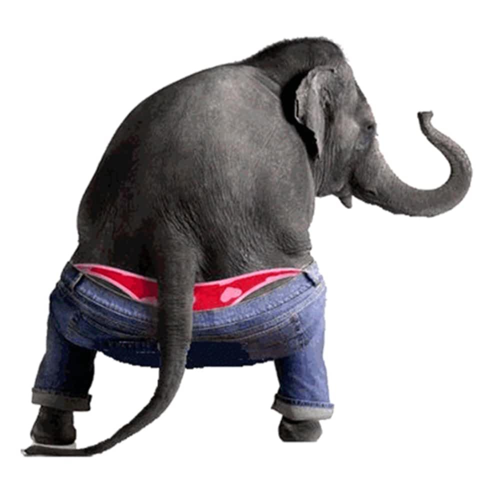 Хобот слона на белом фоне