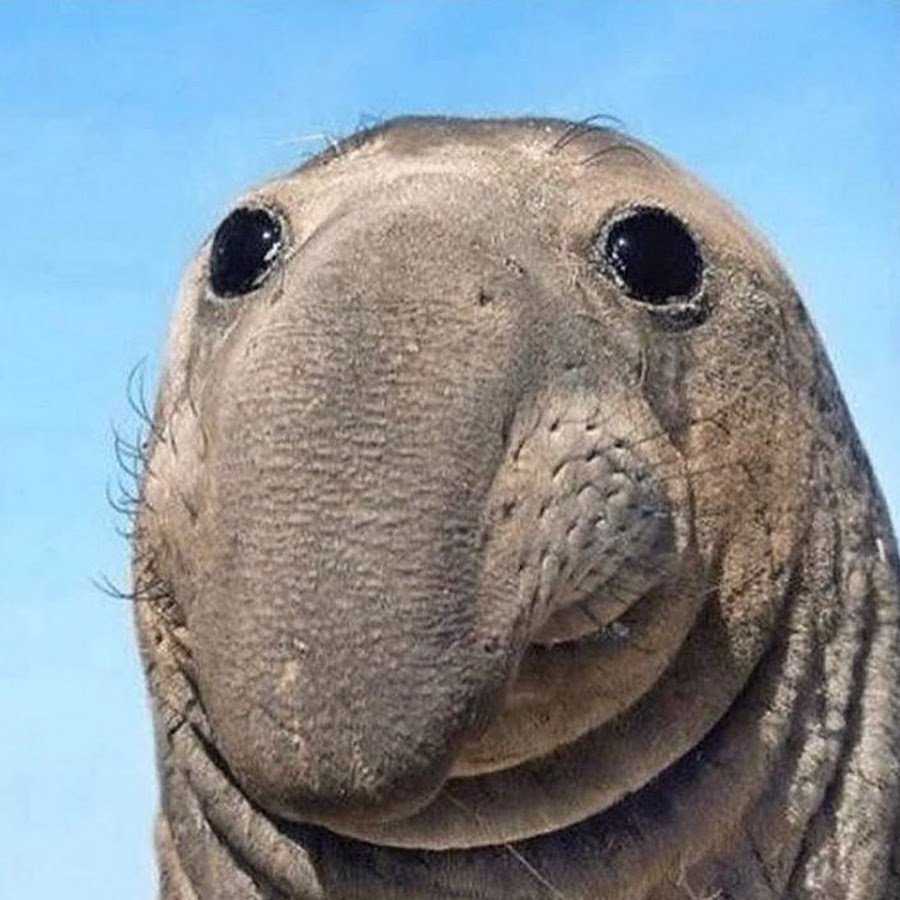 Слон без хобота