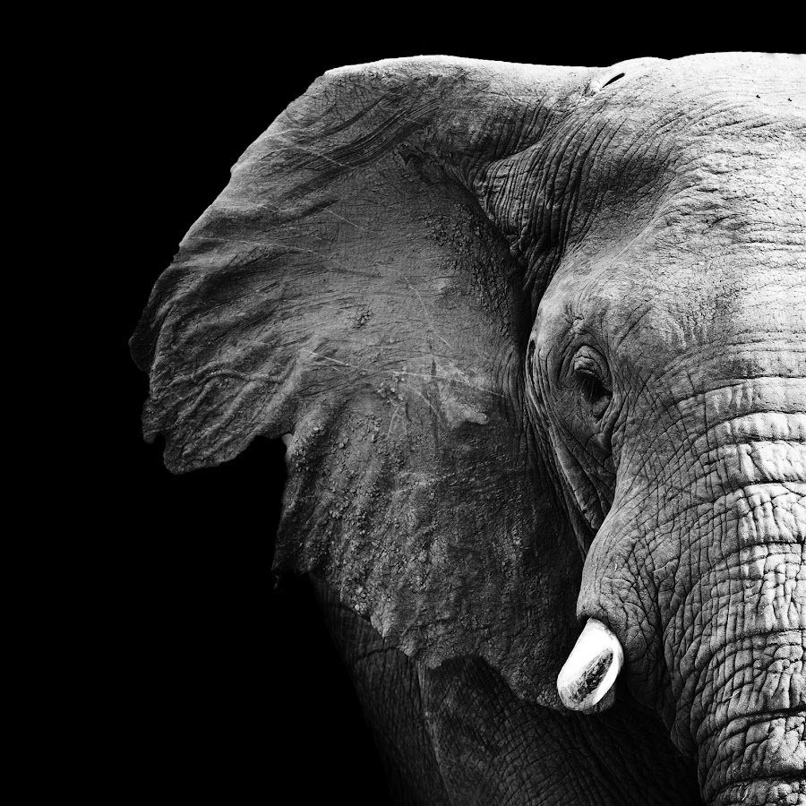 Нос хобот слона