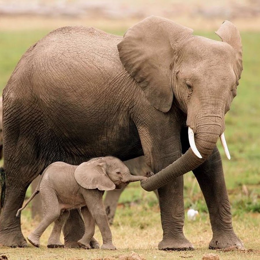 Ноздри слона слона крупным планом